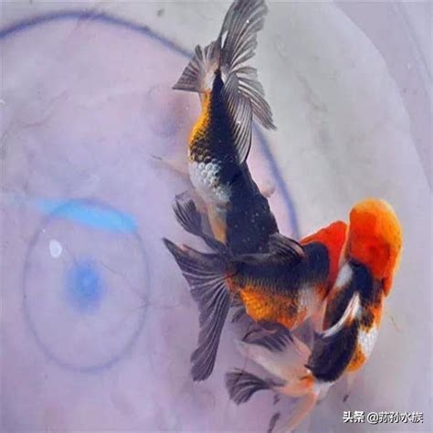 獅子頭金魚|獅頭金魚飼養懶人包